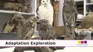 Adaptation Exploration  Owls