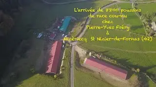 L'arrivée de 8800 poussins de race cou-nu.