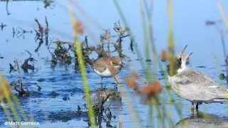 Foeragerende kleine plevier Pallieterpolder Lier 11 juli 2025