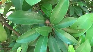 Makok Sapodilla at The Fruit and Spice Park Miami