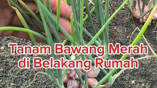 Tanaman Bawang Merah varietas TAJUK THAILAND #petanibunga