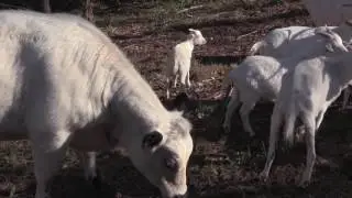 How Fair Food Helps Stryker Farm