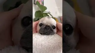 Puppy, Bear, Bunny, Yoda or SEAL? 🐶🐻🐰🦭 #pug #dog #shorts