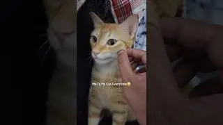 Wow kya ladka hai,very handsome boy😂😻🐈 #cat #catfunny #catlover #cutecats #cuteanimals #catshorts