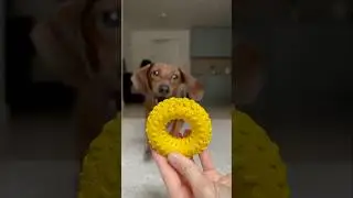 How far would you go to replace a dog's favorite chew toy?