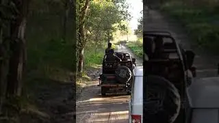 Tiger live video #chukaspot#tigerreserve Pilibhit