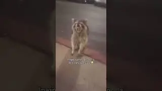Imagine you offer a raccoon a Dorito and he does this 😭