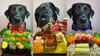 A Day in the Life: 😋🤤Our Lab's Eating Schedule & Snack Routines