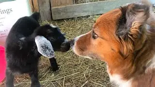 Kinder Goat&rsquo;s First Kidding | Day One...ish