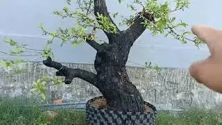 M245 gl cây cẩm thị trực lắc sống khỏe lh0328223556