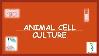 Animal Cell Culture | Cell Culture Lab SetUp | Primary Cell Culture | Established Cell Line Culture