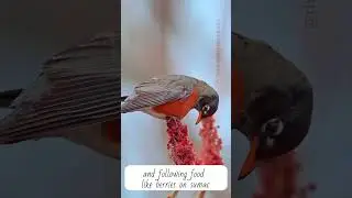 Robins are Everywhere This Winter! #winter #birds #birdwatching #birdfacts