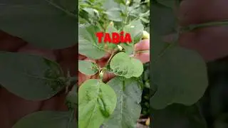 tanaman bermanfaat, manfaat daun cabai@laskartaru#tanaman #alami #alam #tanamanliar