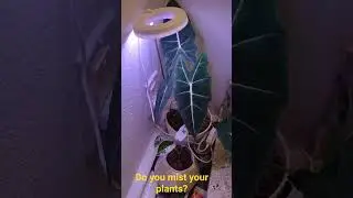 Many Plant-tubers say misting does not help with the plants humidity. #plants