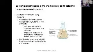11-03-20 Transcriptional regulation - Two component systems
