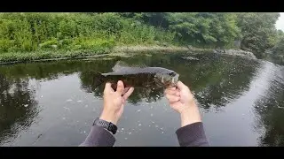 Smallmouth bass fishing in DuPage county