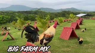 Indoor Breeding Pens - Shape Chicken Coop Free Range Feeding Time Big Farm Granja Palomares