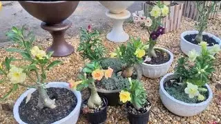 Rosa do deserto: Fim de tarde só com as amarelas. Venham conhecer!!