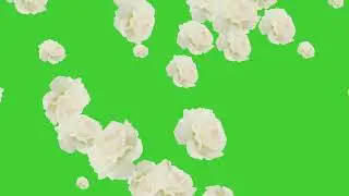 White Rose Flowers Falling on Green Screen Background | HD | FREE DOWNLOAD 🌹🌹🌹