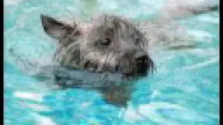 Cairns + Water = FUN - Col. Potter Cairn Rescue Network