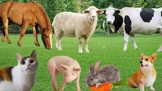 Explore Farm Animals: Cow, Horse, Sheep, Rabbit, Chicken, Buffalo, Pig, Duck-Animal Sounds