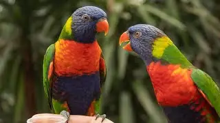 Exploring Pantropica: A Tropical Zoo You've Never Seen Before