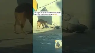 The dog found the perfect sunny spot 😂 #dogandcat #funnyanimal #shorts