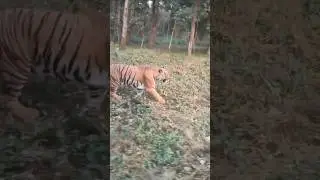 Bengal Safari Tiger #bengalsafari #siliguri#tiger #zoo #zootour #nature #animals #ytshorts #shorts