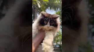3 പേർഷ്യൻ പൂച്ചകുട്ടികളെ ഫ്രീ ആയിട്ട് വേണോ | Persian cat free adoption | #persiancat #cat #free