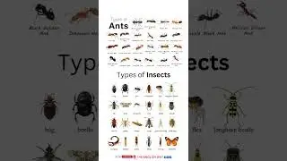 Types of ants , insect #shorts #english #viral