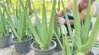 Take Leaves Aloe Vera Plants // Cutting Leaves Growing .