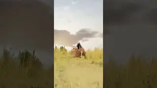 Brave Animals Fearlessly Stand Up Against Predators: Witness the Majestic Moments!...