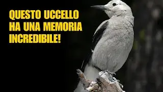 Questo uccello ha una memoria incredibile!