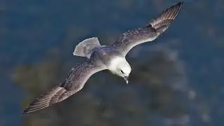 Orden Procellariiformes