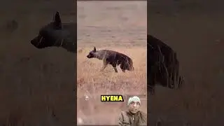 When the Lion Picks the Wrong Opponent&hellip;