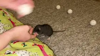 My dwarf rat Jellybean's first few tricks!