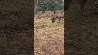 Deer sightings #wildlifesightings