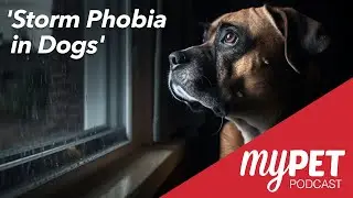 myPET Podcast: Storm Phobia In Dogs