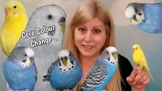 Male Budgies Cere Turning Brown: Why and Treatment Solutions