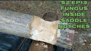  S2 EP13  squaring up cabin foundation logs & Killing Mushroom or Fungi inside the saddle notches