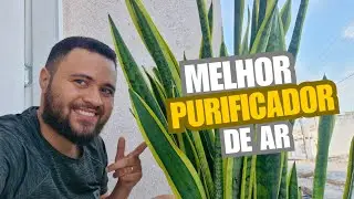 Sanseveres, planta f&aacute;cil de cuidar. #plantas #youtube #video 