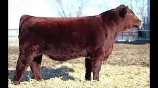 Lot 9 2019 Leveldale Farms Private Treaty Bid Off