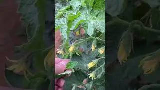 النيتروجين والنبات متى نقلل هذا العنصر