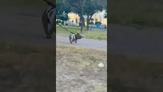 Trying to walk normal&hellip; impossibleI 🐶 Intentando caminar normal&hellip; imposible