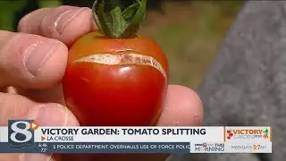 Victory Garden: Tomato splitting