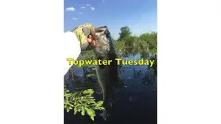 Topwater Tuesday