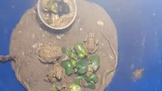 animals nature survival instinct wild creatures