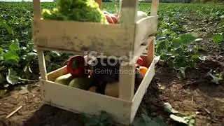&ldquo;Farm to Table: The Journey of Your GreenBite Ingredients 🌱&rdquo;
