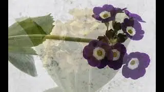 my Auriculas 2021