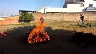 Os pinh&otilde;es sendo sapecados no meio das grimpas de Arauc&aacute;ria, conhecidos na regi&atilde;o como Pinheiros.
